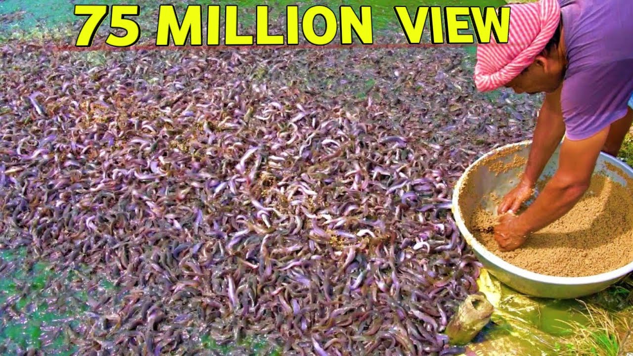 75m View-Hybrid Magur Fish Farming Business | Million Of Catfish Eating Food in Pond