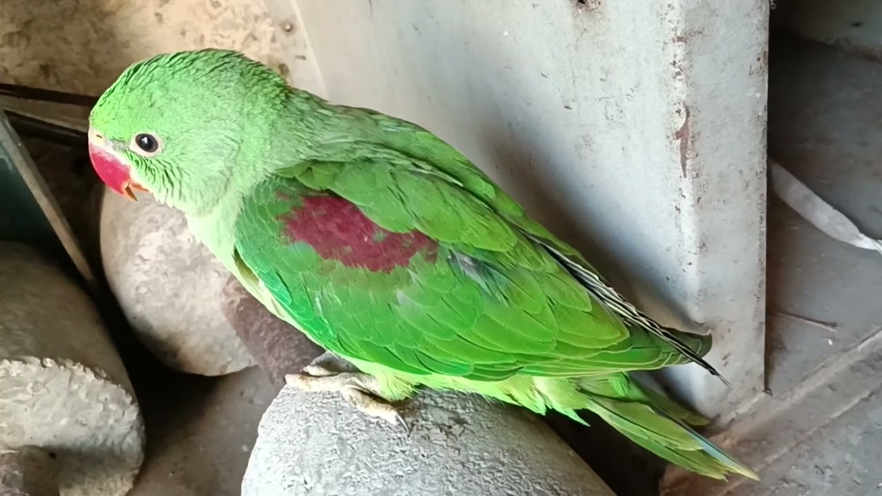 मिठु बीमार हो गया है 😥🦜❤ || Love You Leo #loveyouleo #parrot #talkingparot #babyparrot  2026