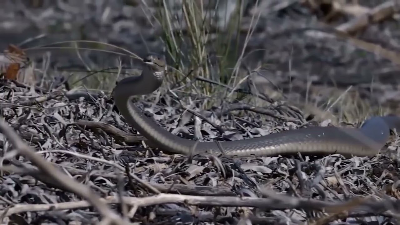 Mongoose Vs Black Mamba | Black Mamba attack | MongooseTV