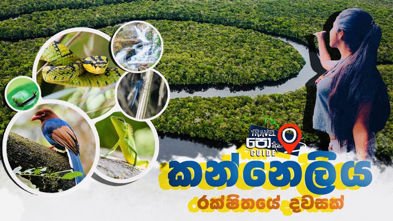කන්නෙලිය රක්ෂිතයේ දවසක් - A day at Kanneliya Reserve | Travel Guide Podda |