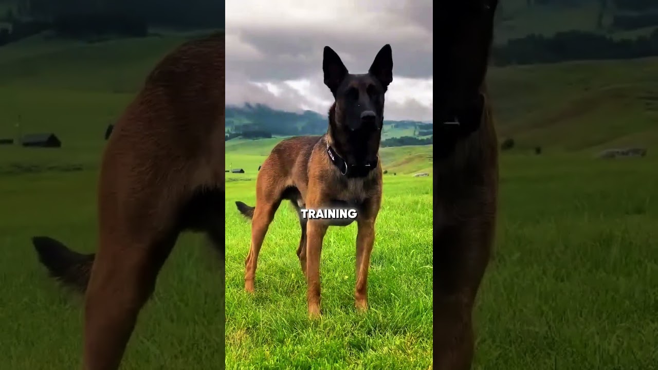 Лучший эксперт по собакам раскрывает шокирующую правду о различиях между самцами и самками малинуа