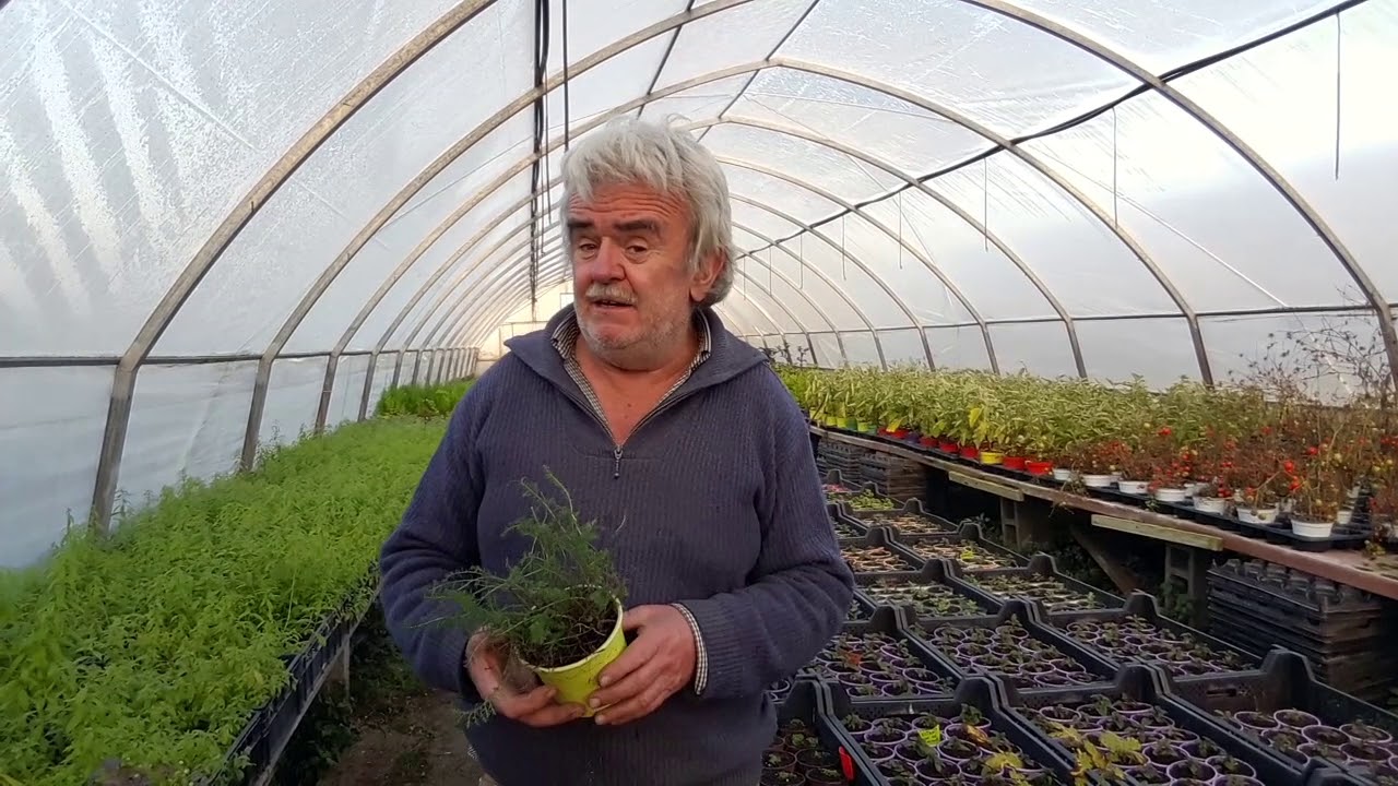 Achillea millefolium: coltivazione e consigli utili