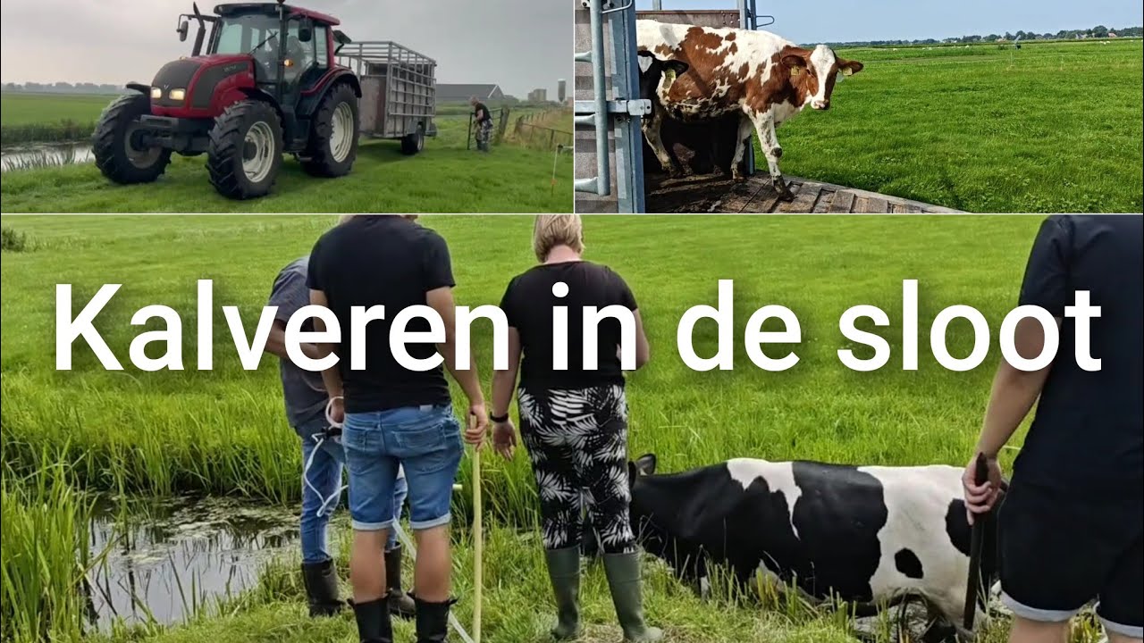 En toch ging het WEER HELEMAAL MIS met de kalveren... | Boer Gerrit vlogt 
