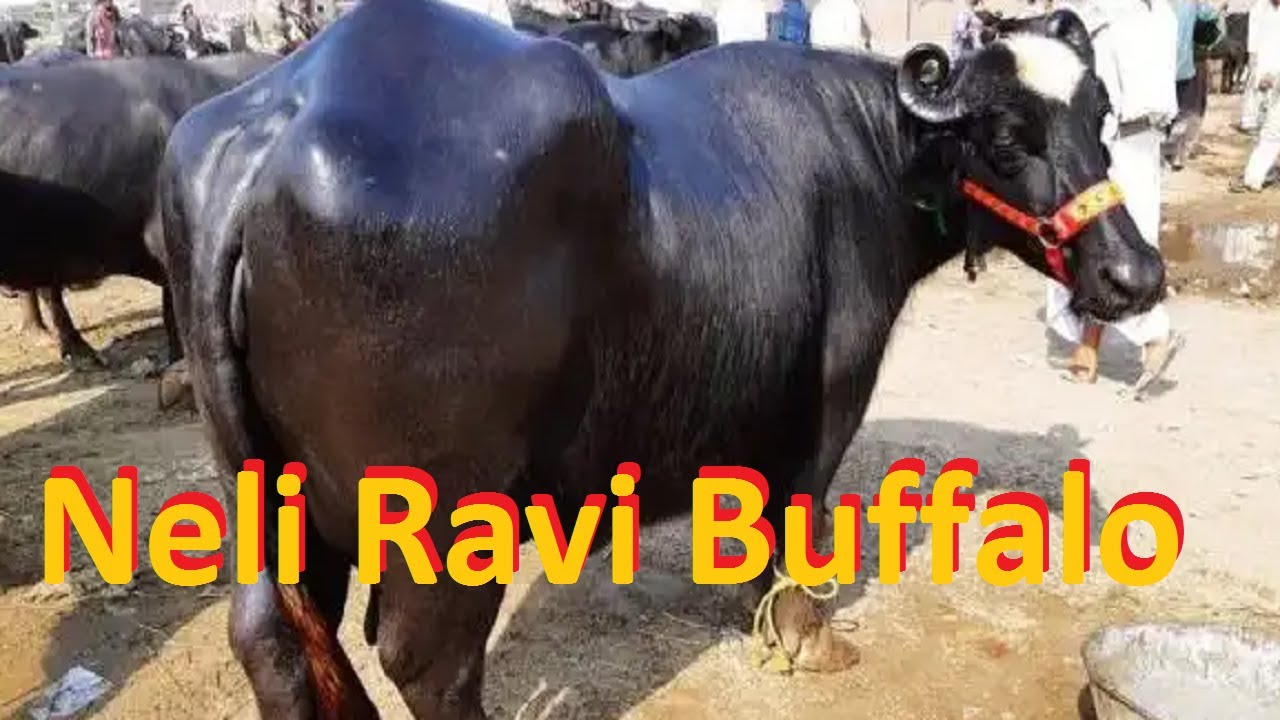 Neli Ravi Buffalo | Best Buffalo Breed In World | Highest Milk Producing Buffalo |