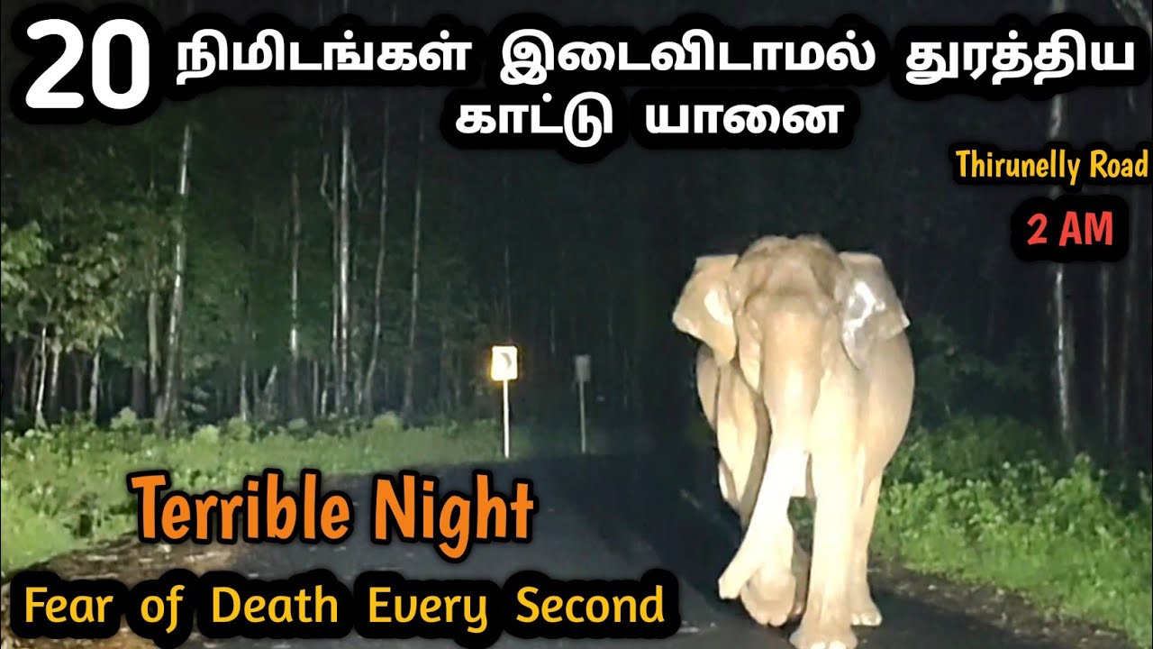 🐘மரண பயம் காட்டிய யானை 🐘 20 நிமிடங்கள் கொலைவெறியுடன் தூரத்திய காட்டு யானை 🐘Thrill midnight ride 