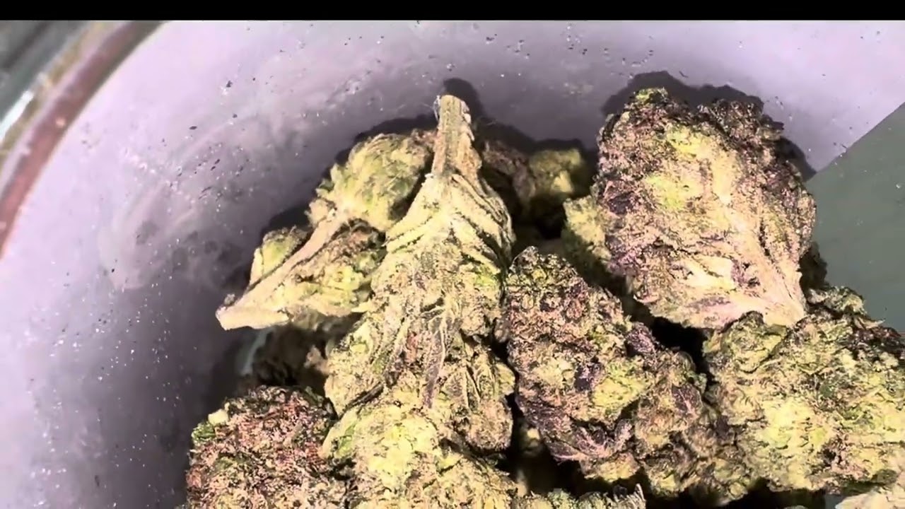 🌿 Gush41 Strain Review | DeepWoodsOK | Gas or Pass? Affordable THCA Flower 🌿
