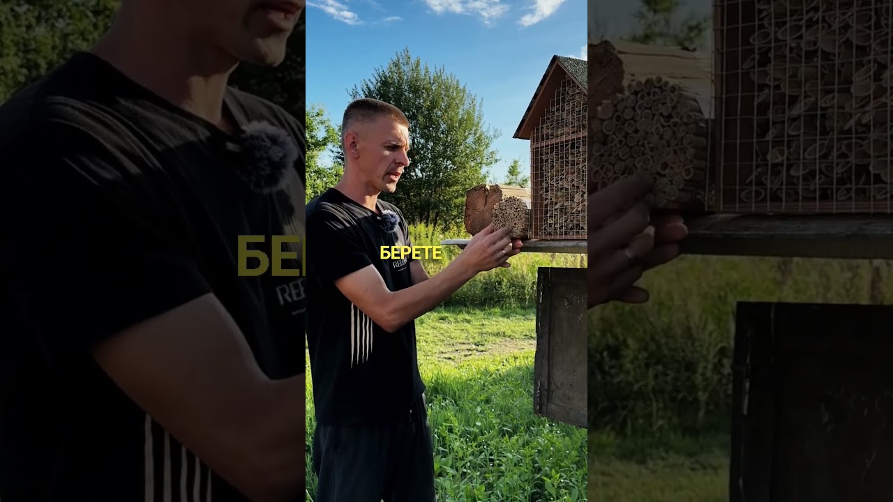 Міфи про осмій 🐝 Розкриваю правду: чому вони не селяться у випадкових дірках