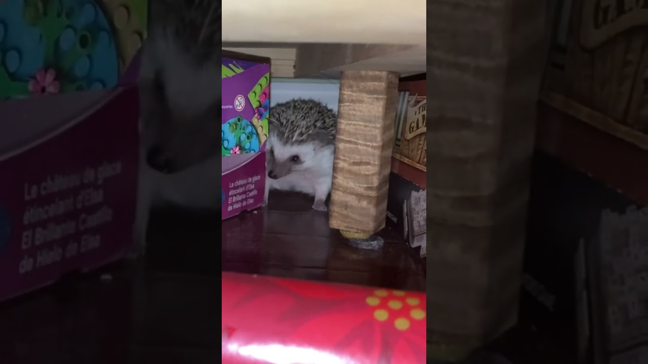 #hedgehoghouse