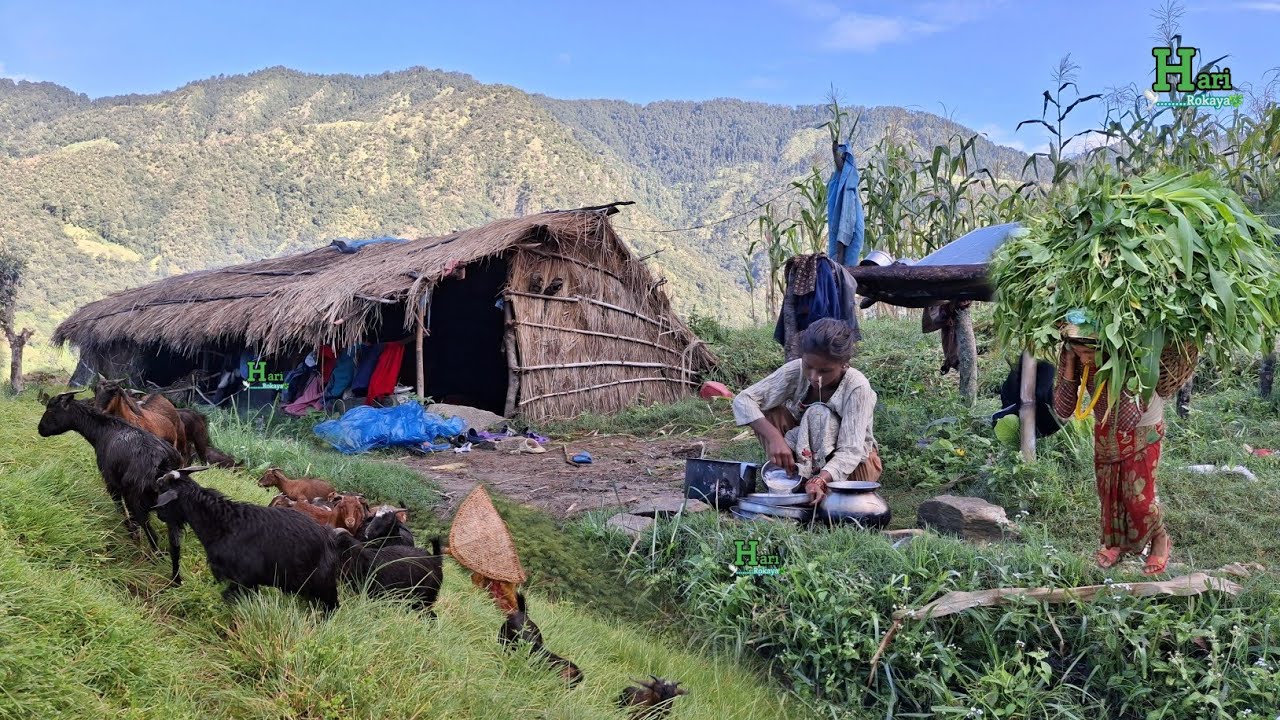 This is Himalayan Nepali Village Lifestyle | Hari Rokaya Sisters Organic Food Cooking in Countryside
