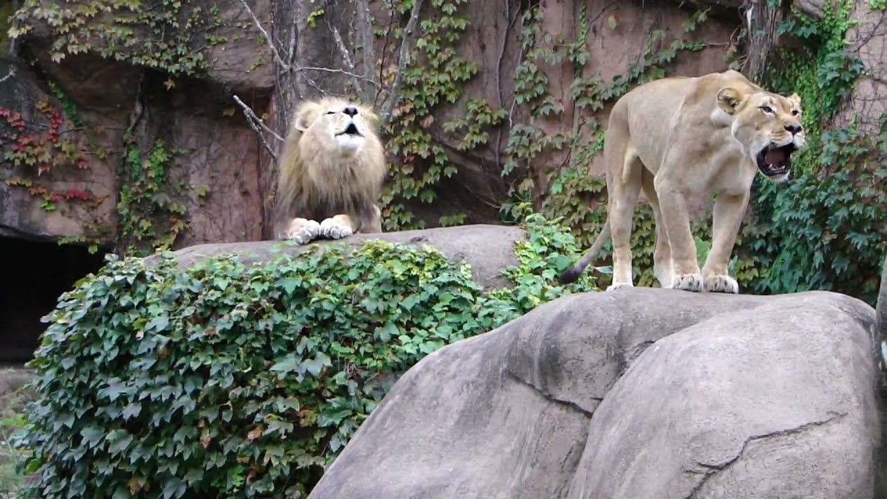 Lions Lincoln Park Zoo