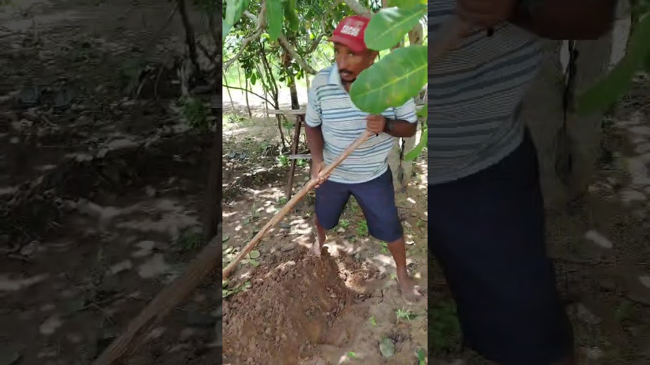 Fazendo lerão pra plantar a rama