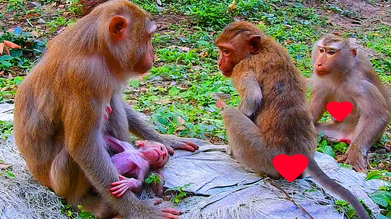 Beautiful moment of Kenzo first day visit his younger sister, Kenzo fall in love with newborn sister