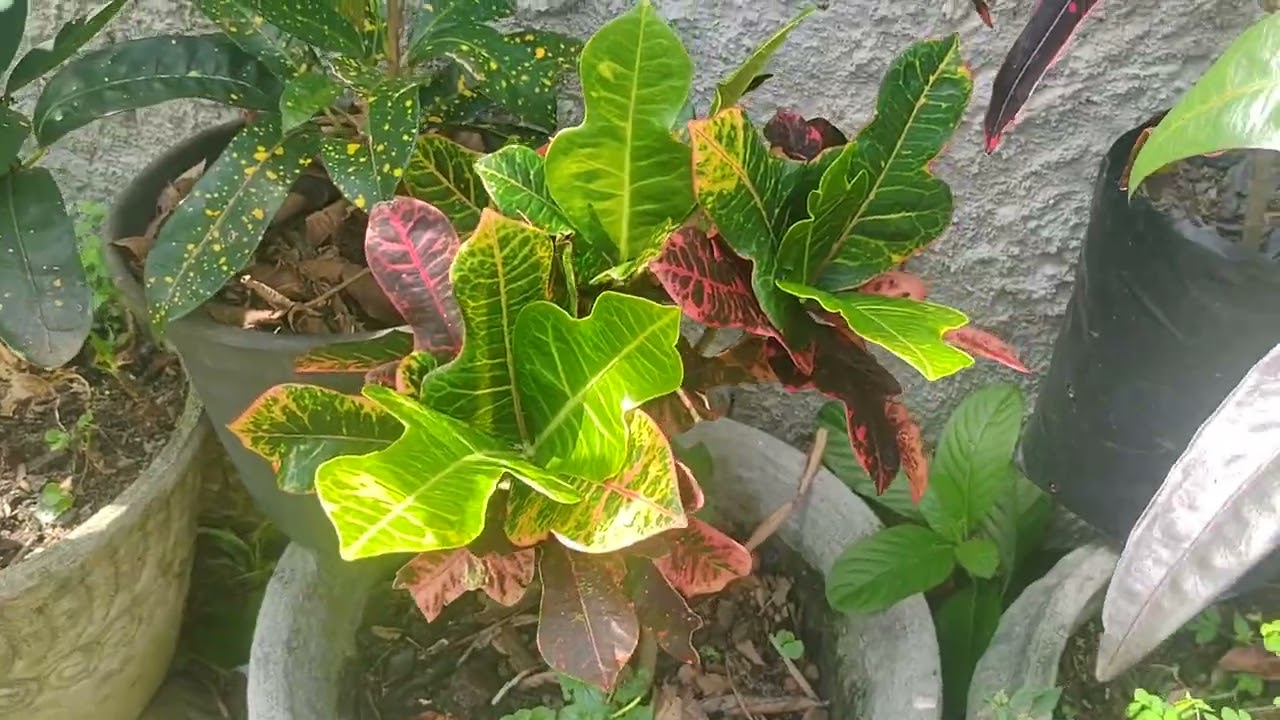 AMOSTRANDO MUTAÇÕES QUE DERAM NO MEUS CROTONS 🍃🍃