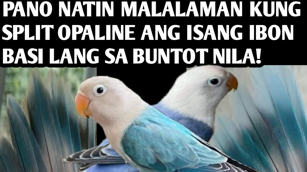 PANO MALALAMAN KUNG SPLIT SA OPALINE ANG ISANG IBON LALO SA BLUE SEREIS ALAMIN