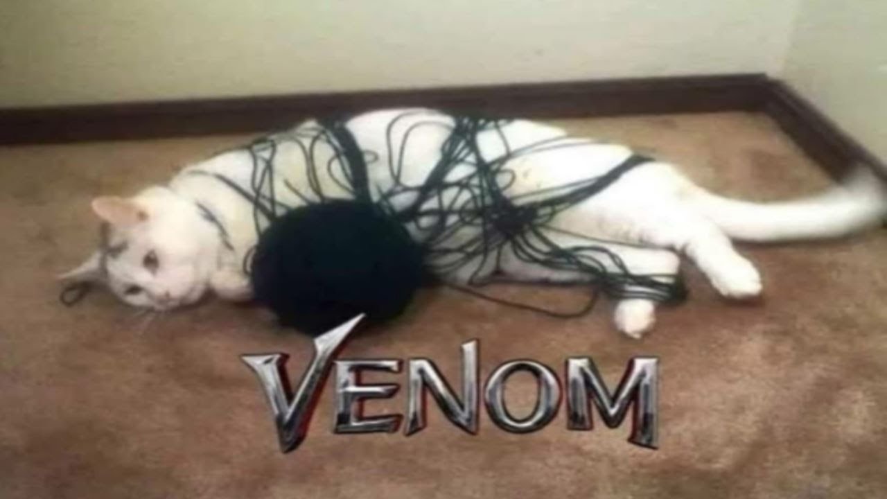 MEMES my CAT dragged in