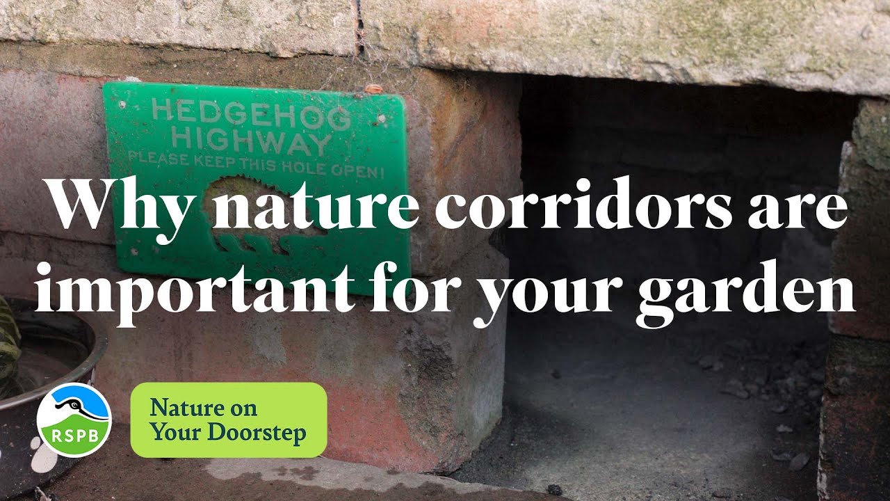 Why nature corridors are important for your garden | RSPB Nature on Your Doorstep