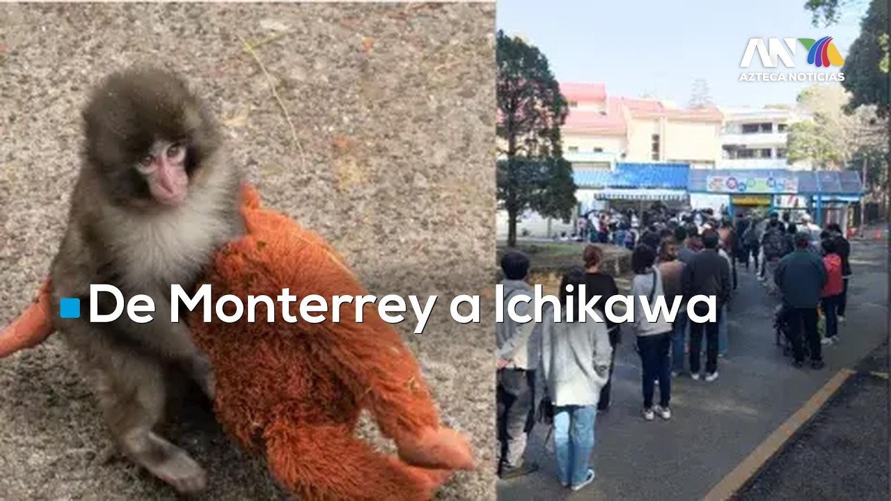 Mexicanos viajan a Japón para conocer al changuito Punch y su peluche