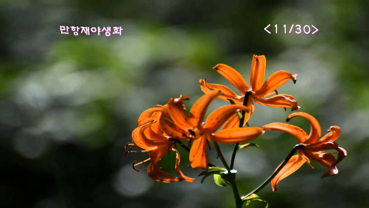 150813 만항제야생화