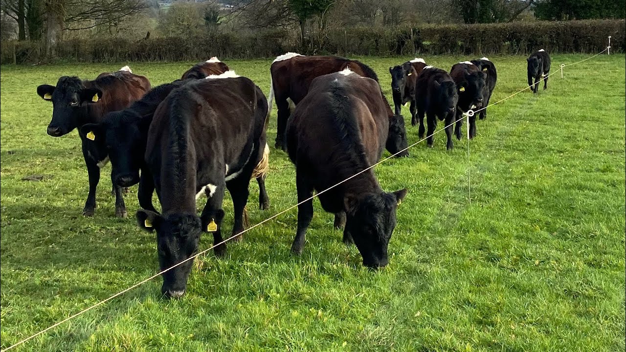 Feeding our pedigree rare breed Gloucester Cows!