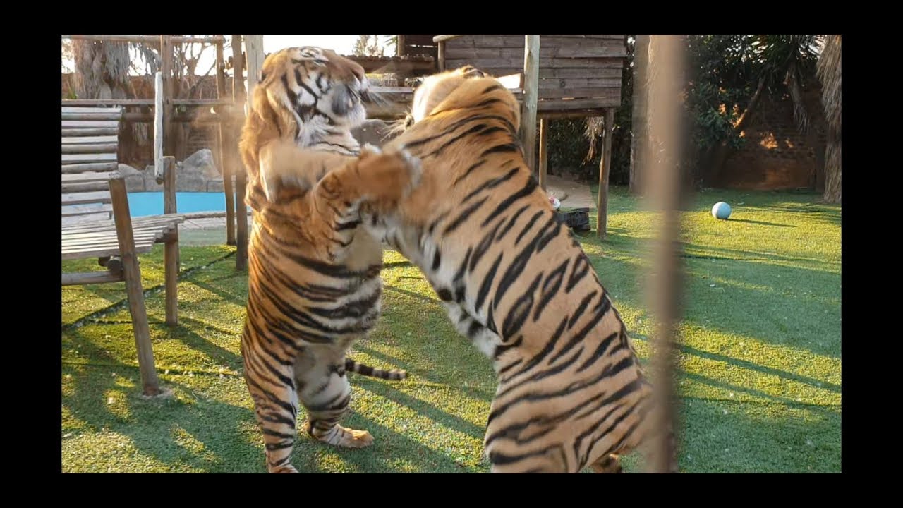 Only a tiger can slap dust from another tiger !
