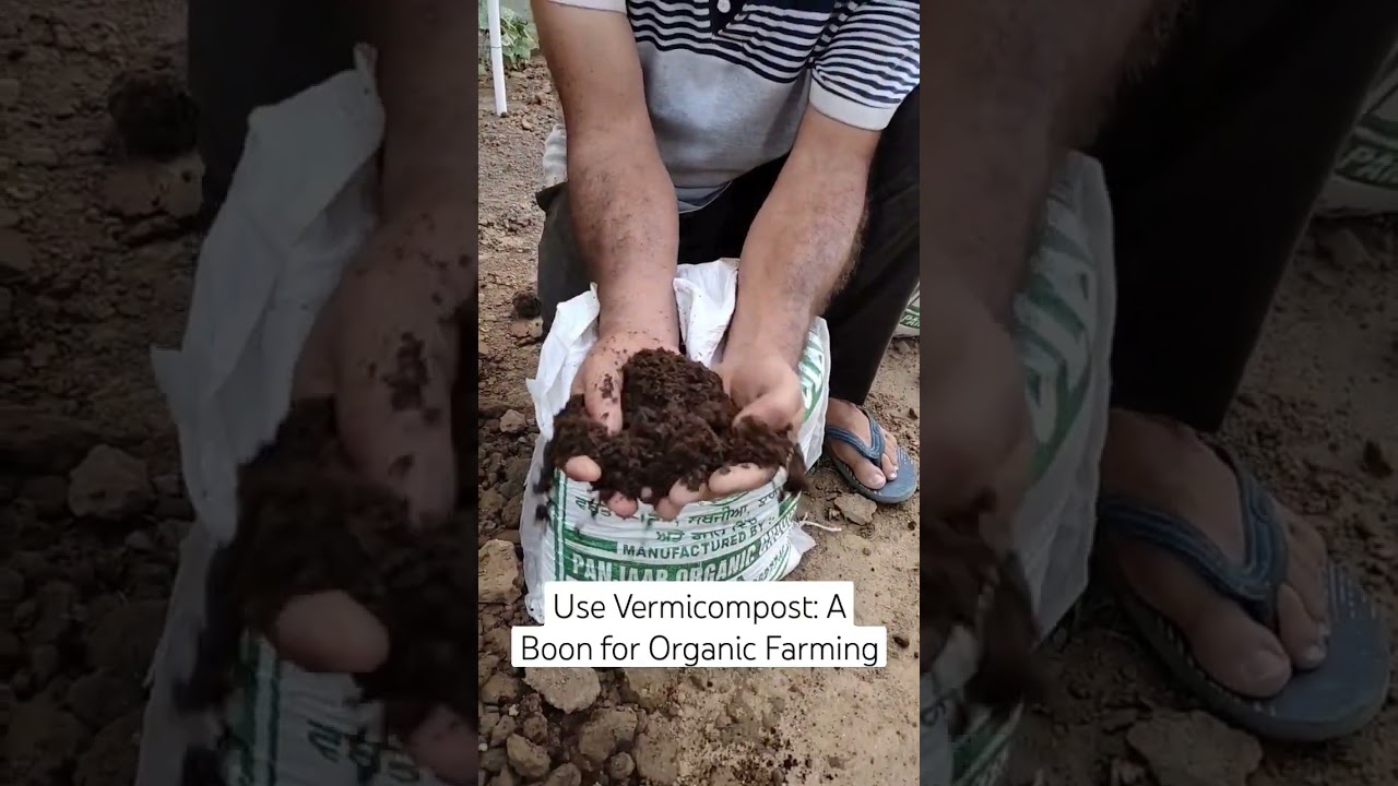 Vermicompost : A Boon for Organic Farming #shorts