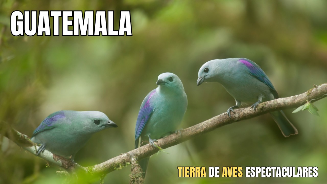 GUATEMALA: Las AVES Más Hermosas y LEGENDARIAS Del Planeta | Documental Episodio 1
