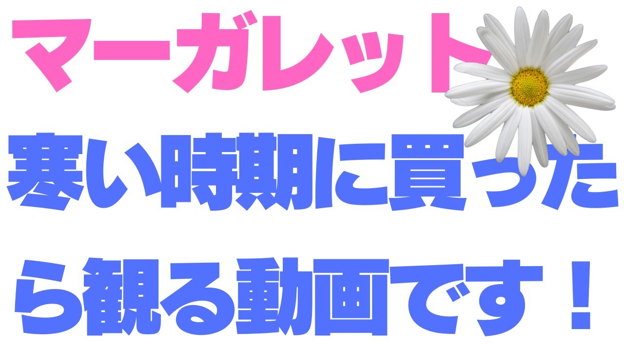 厳寒期ver. マーガレットの育て方 よくあるトラブルの避け方