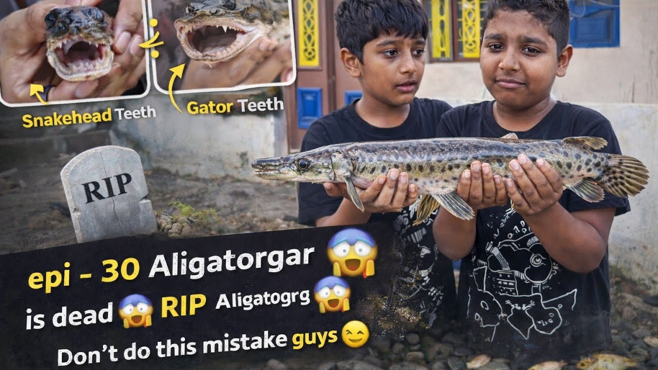 Epi-30 | Alligator Gar Care Mistakes 😱 Beginners Don't Do This! #fish #aquariumtamil #aligatorgar 