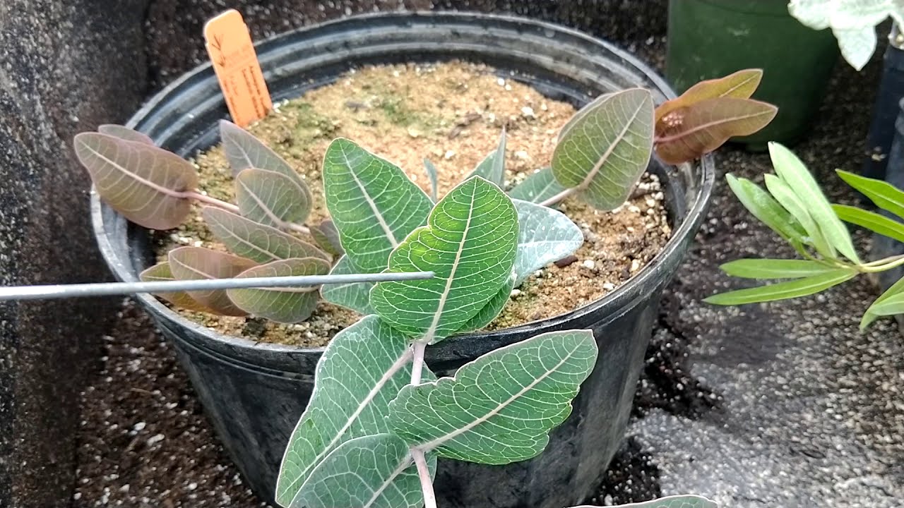 Milkweeds: a look at 20 different species of Asclepias