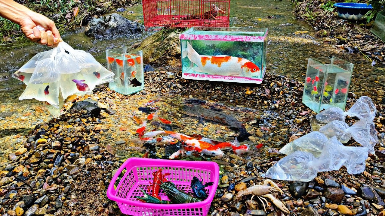 Find large ornamental fish, koi fish, betta fish, goldfish, snakehead fish, glofish, molly fish