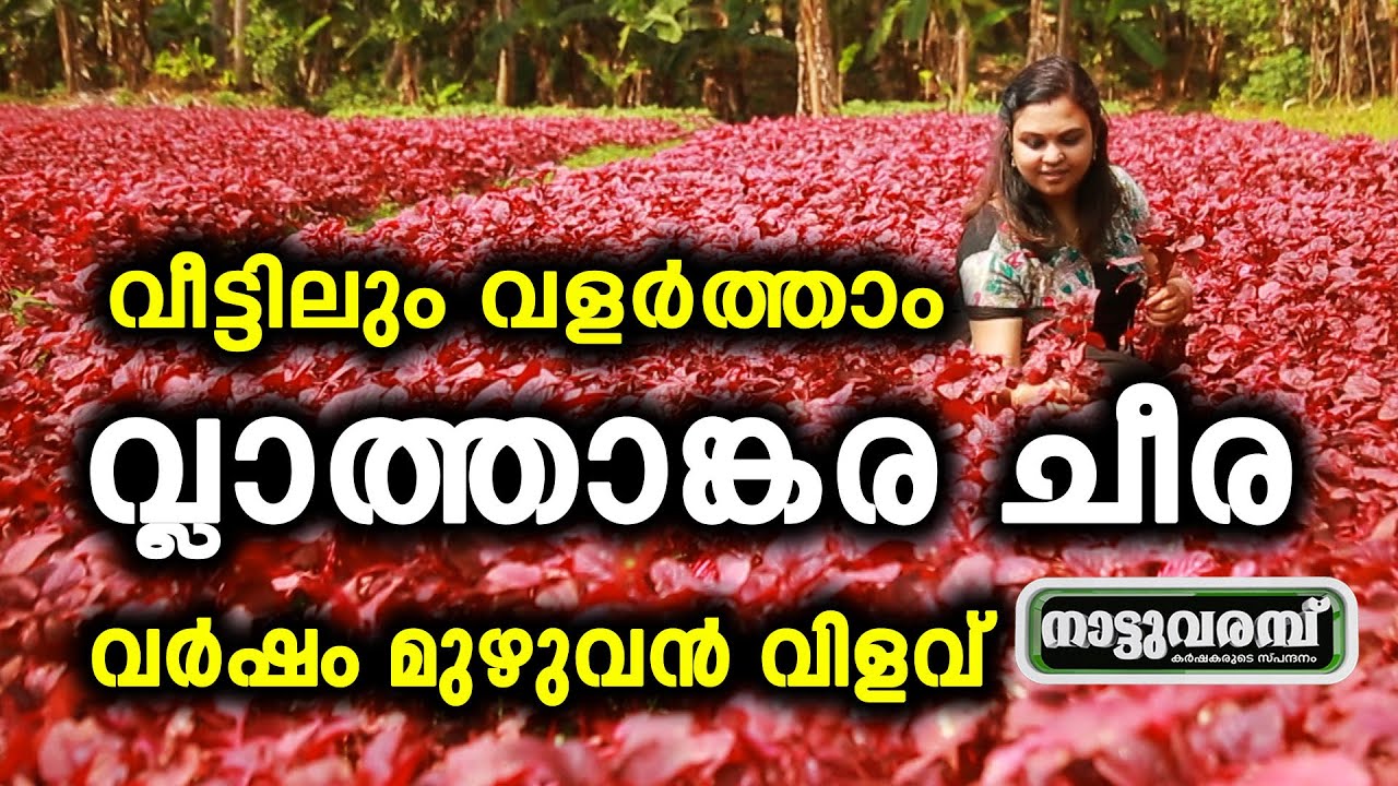 വീട്ടിലും വളർത്താം വ്ലാത്താങ്കര ചീര .. വർഷം മുഴുവൻ വിളവ് | INDIGENOUS RED AMARANTHUS | NATTUVARAMBU