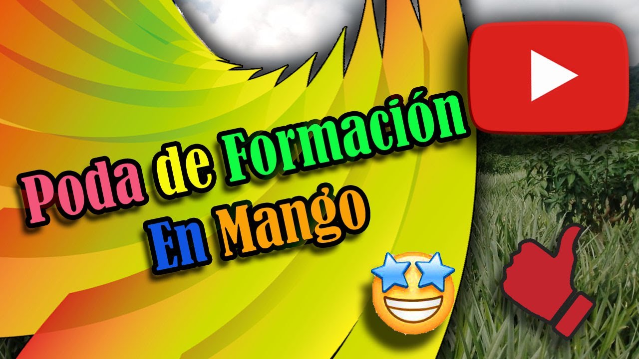 Poda de formación en mango. (mango training pruning).