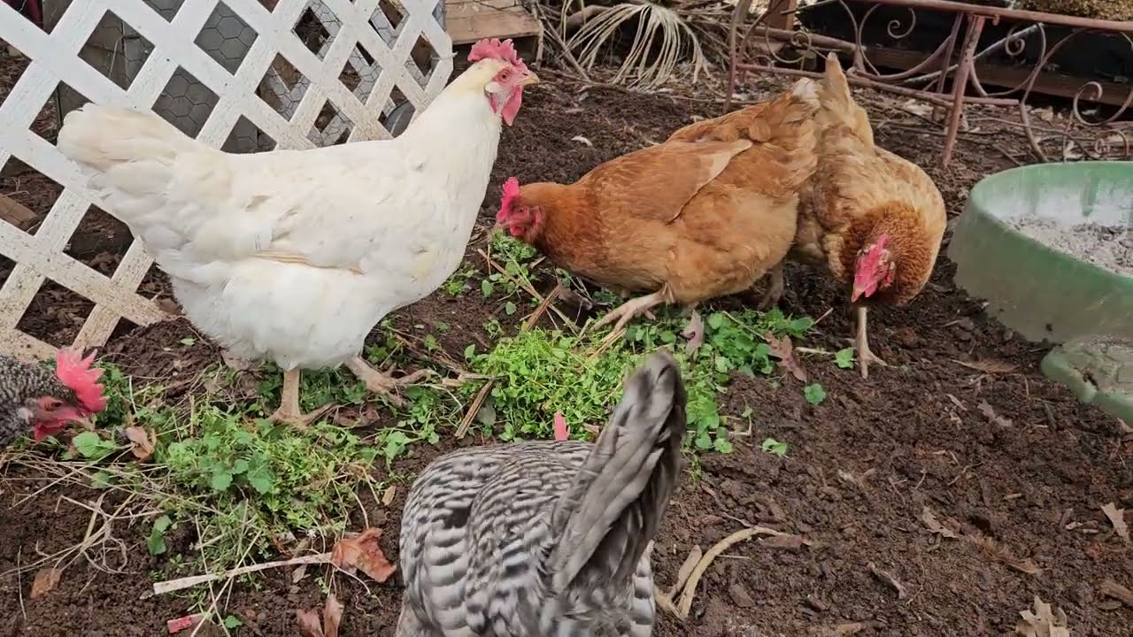 Found some fresh weeds!