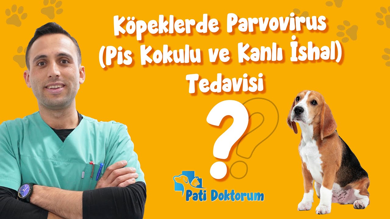 Köpeklerde Parvovirus (Pis Kokulu ve Kanlı İshal) Tedavisi  |  Pati Doktorum