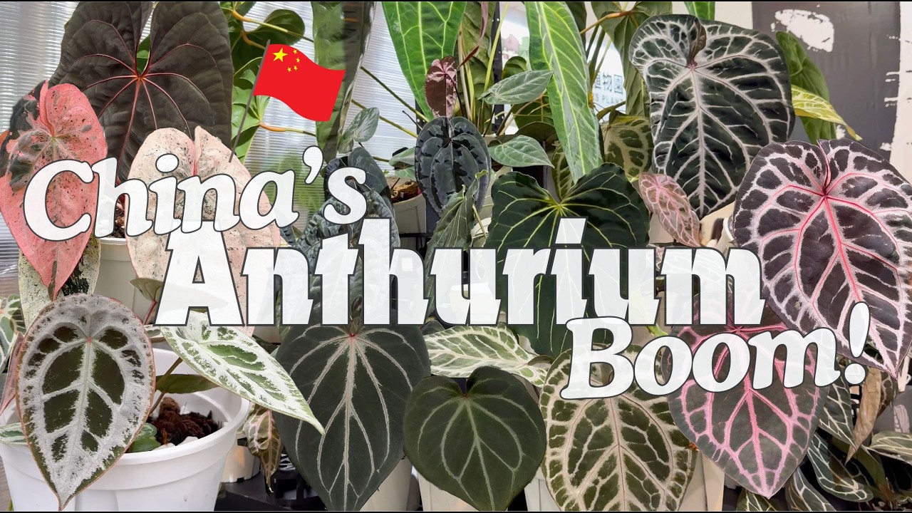 Maoye Ep.2 Anthurium Breeding Program Revealed + 🇨🇳 China’s Insatiable Demand for Tropical Plants