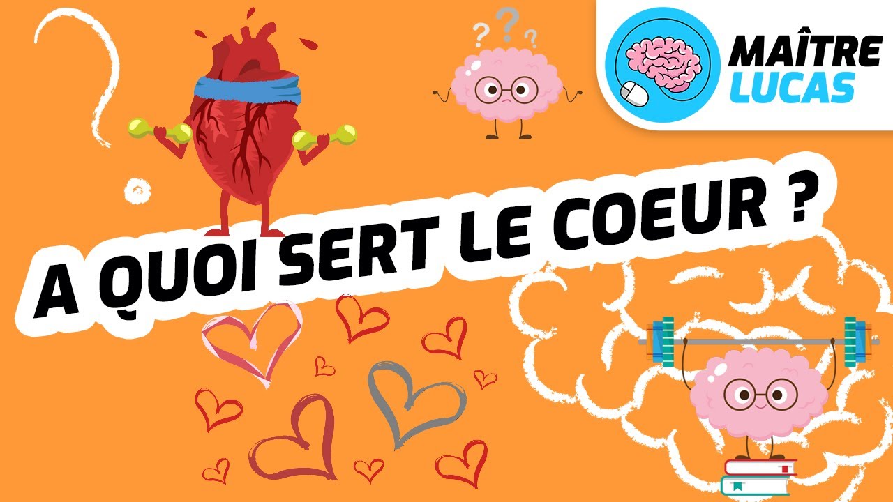 À quoi sert le cœur ? CM2 CE1 CE2 CM1 CP — Muscle ton cerveau
