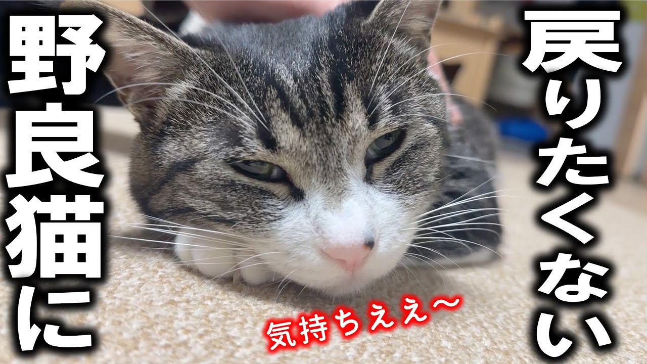 ヤクザを引退した保護猫プンプン、人間になでられてとろけちゃいました
