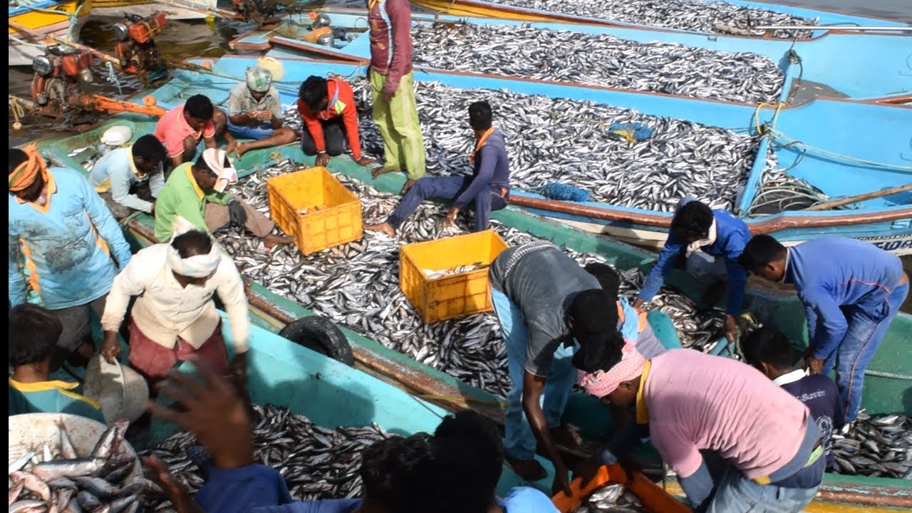 Daily 1000 Ton Fish Export in this Harbour