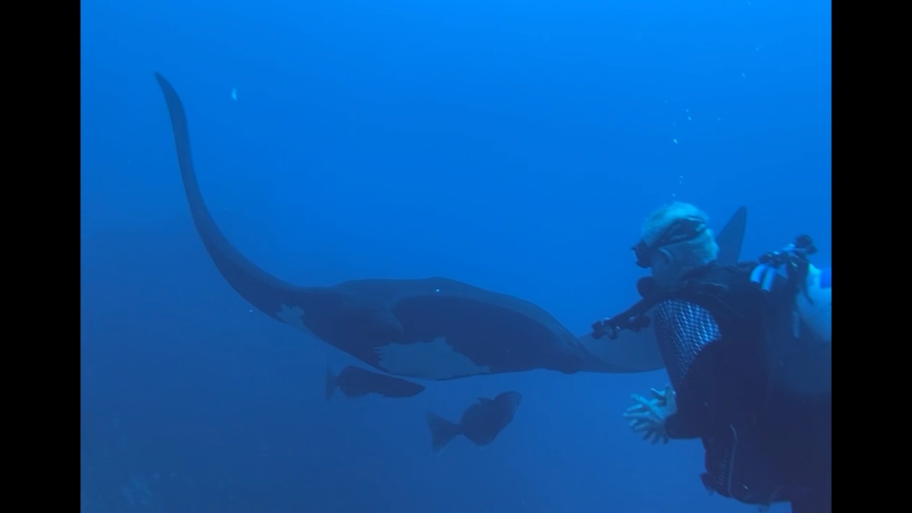 Socorro Islands Scuba Trip February 2026