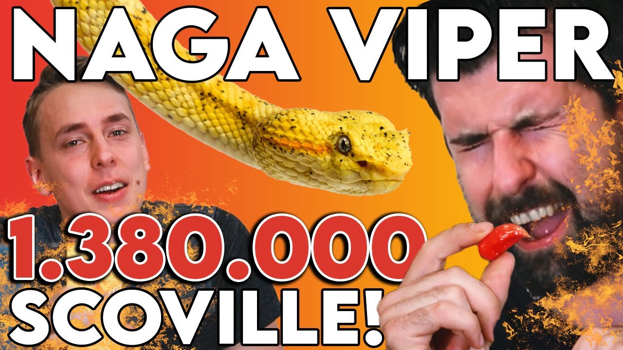 1.380.000 Scoville Chili! Ehemaliger WELTREKORDHALTER (Naga Viper Verkostung) | ZSV #6