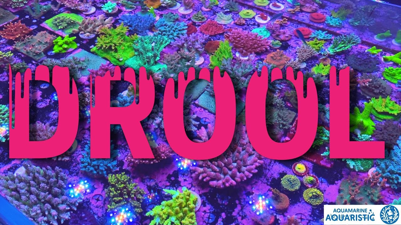 Drool-worthy corals at Aquamarine Aquaristic