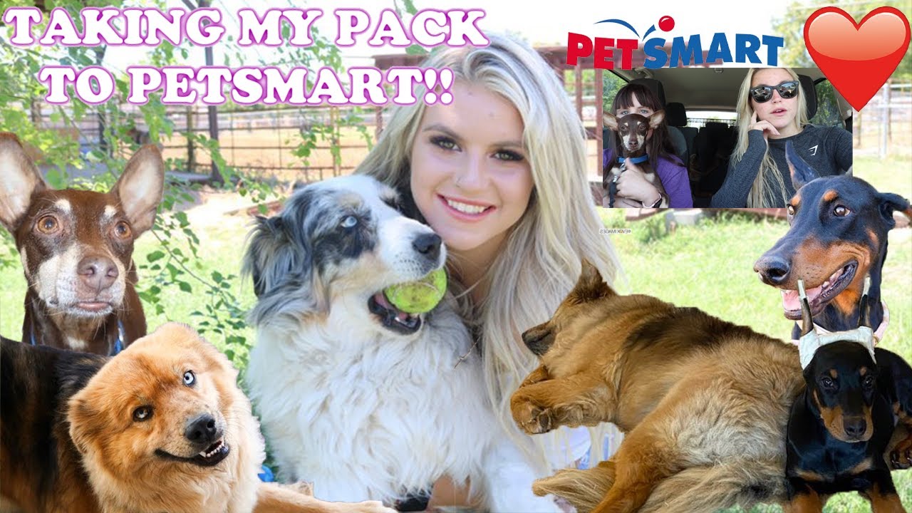Taking My Pack To Petsmart | I have 5 dogs.....