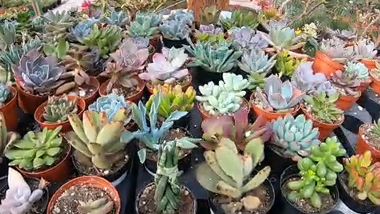 Star Nursery in Las Vegas - Houseplants, Succulents, Agave, Cactus & more - Garden Center Tour