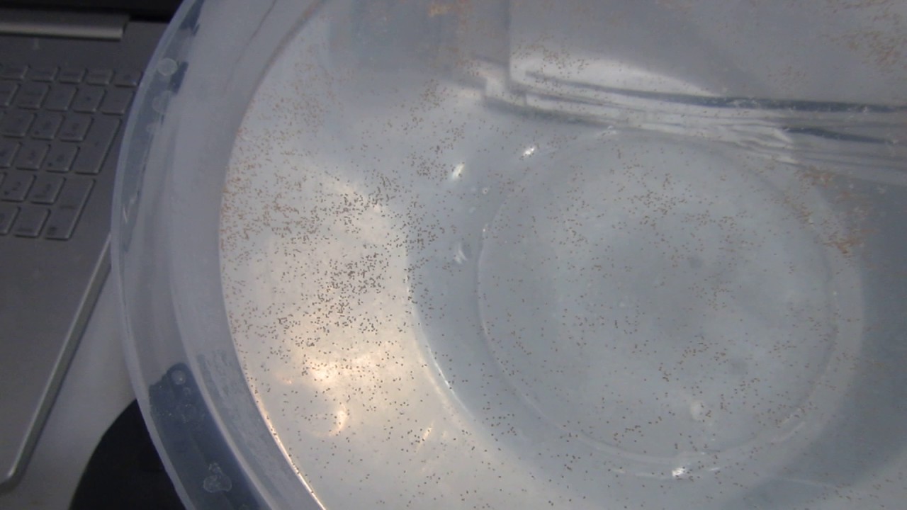 Coral planula