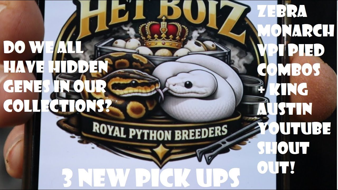 3 NEW PICK UPS - HI OD SN ZEBRA MONARCH CLOWN VPI PIED COMBOS -HET BOIZ AND KING AUSTIN SHOUT OUTS