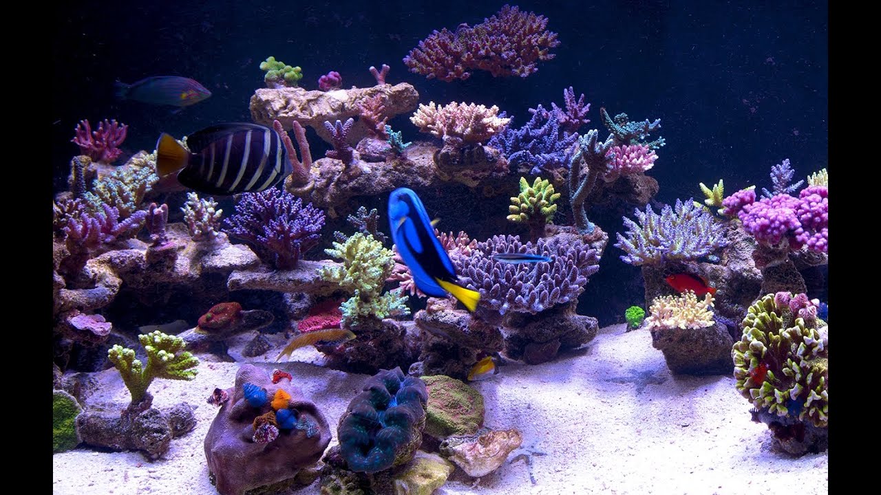 My SPS Dominated Reef Tank - Close-up