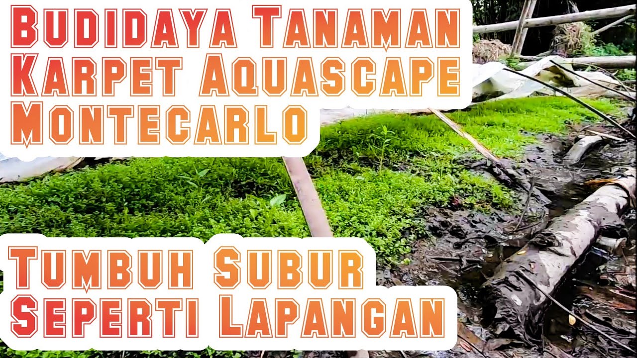 Update Kondisi Farm Baru Setelah 2 Bulan | Montecarlo Subur Sekali
