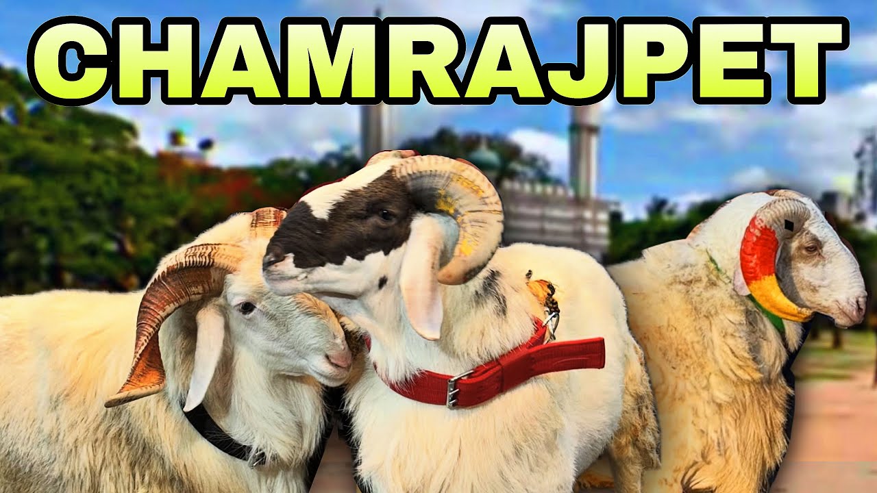 Chamrajpet Sheep Market 2025 | Bangalore Sheep Market | Bangalore Goat Market