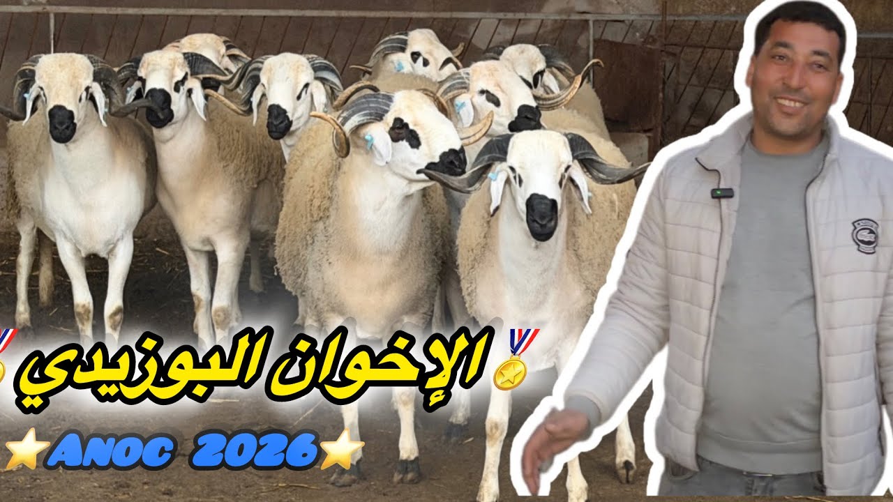 فيديو فحول الإخوان البوزيدي🏅🏅🔥 لي هبلات العشاقة ❤️❤️حجماً وجمالا الله إصدق لهم العمل فرجة ممتعة