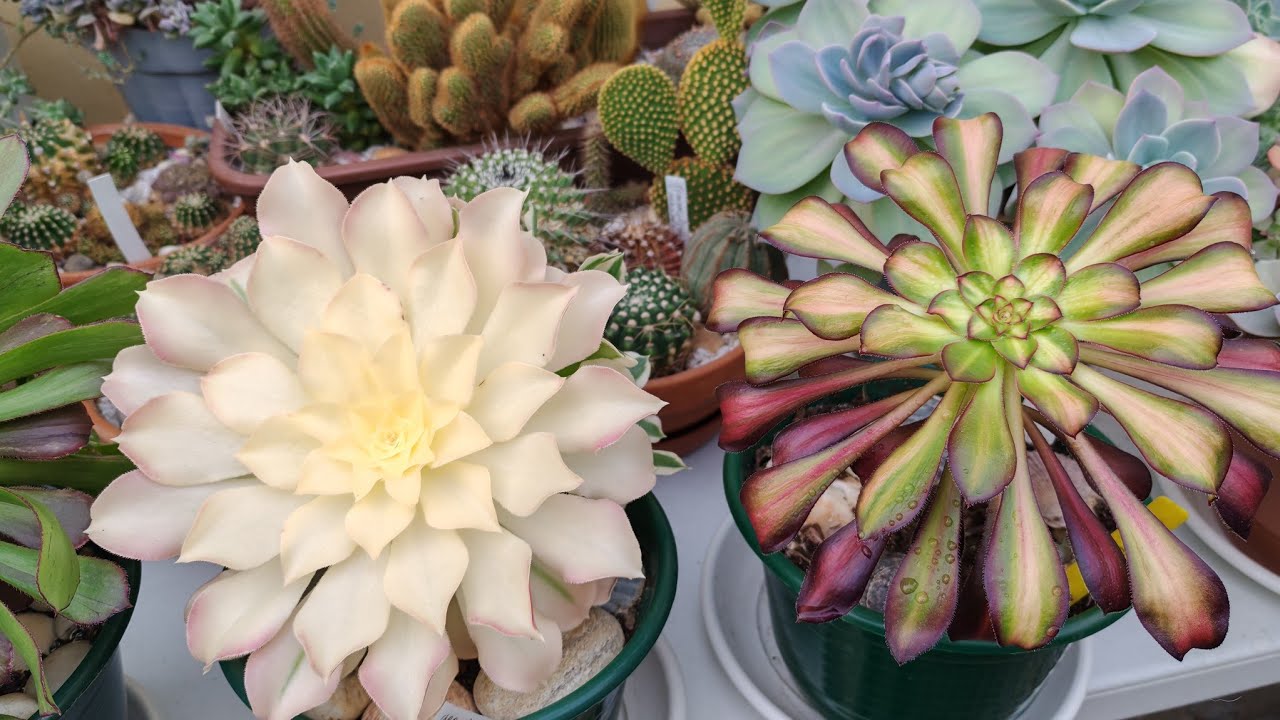 #   Minha coleção de aeoniuns variagata com identificação Parte 1*. Coloridos 🥰🥰. 